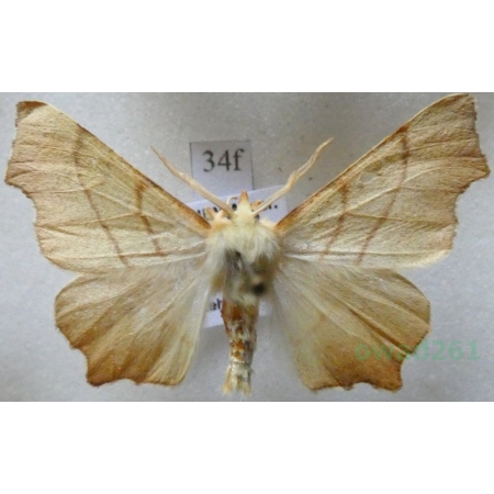 Ennomos erosaria (Denis & Schiffermüller, 1775) male Latalec gruszak Czech34f